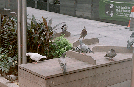 鳩被害レベル1 「休憩鳩」