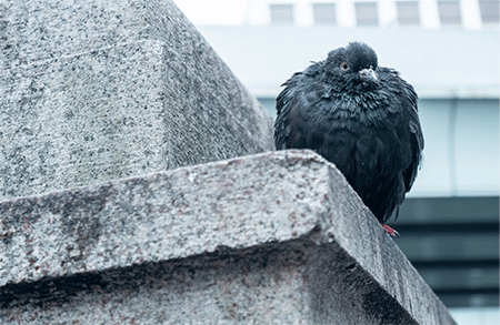 鳩被害レベル2 「待機鳩」