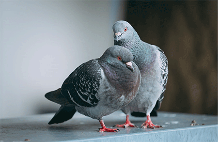 鳩被害レベル3 「ねぐら鳩」