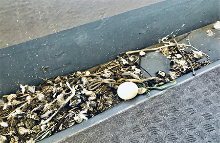 鳩被害レベル4 「巣作り鳩」